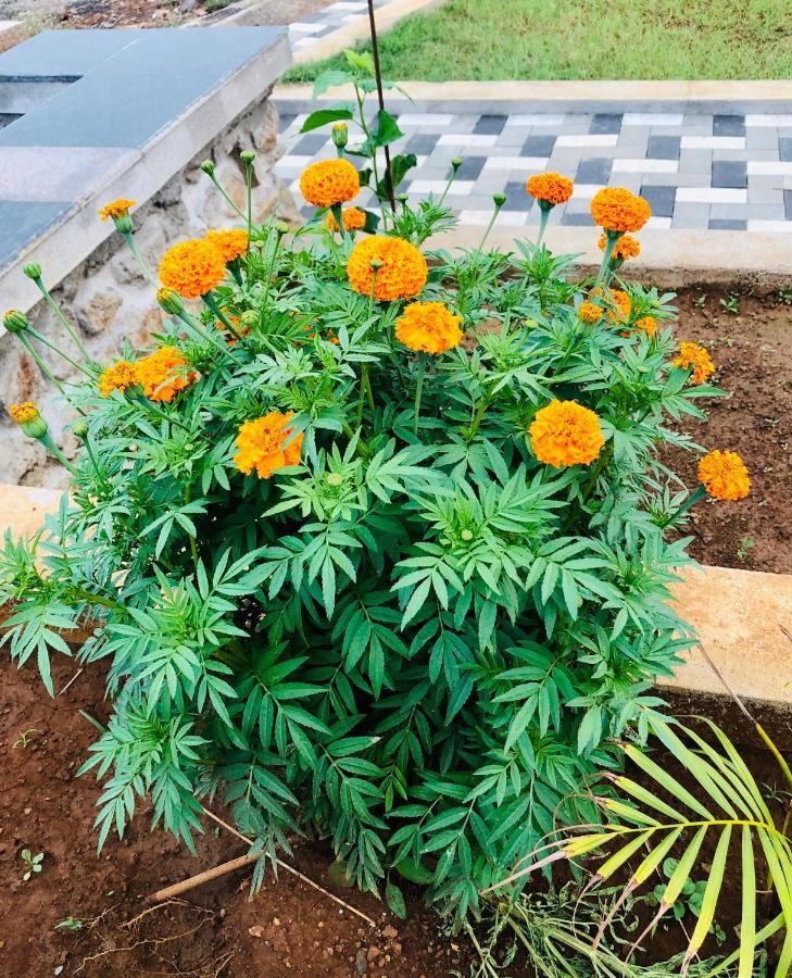 Royal Meadows - Igatpuri Bungalow C Екстер'єр фото